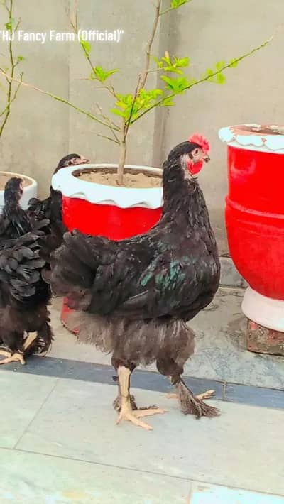 Black heavy Cochin Trio