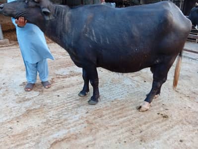 katti for sale