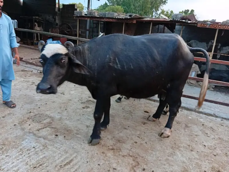 katti for sale — photo 2