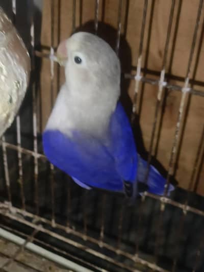 3 love birds for sale