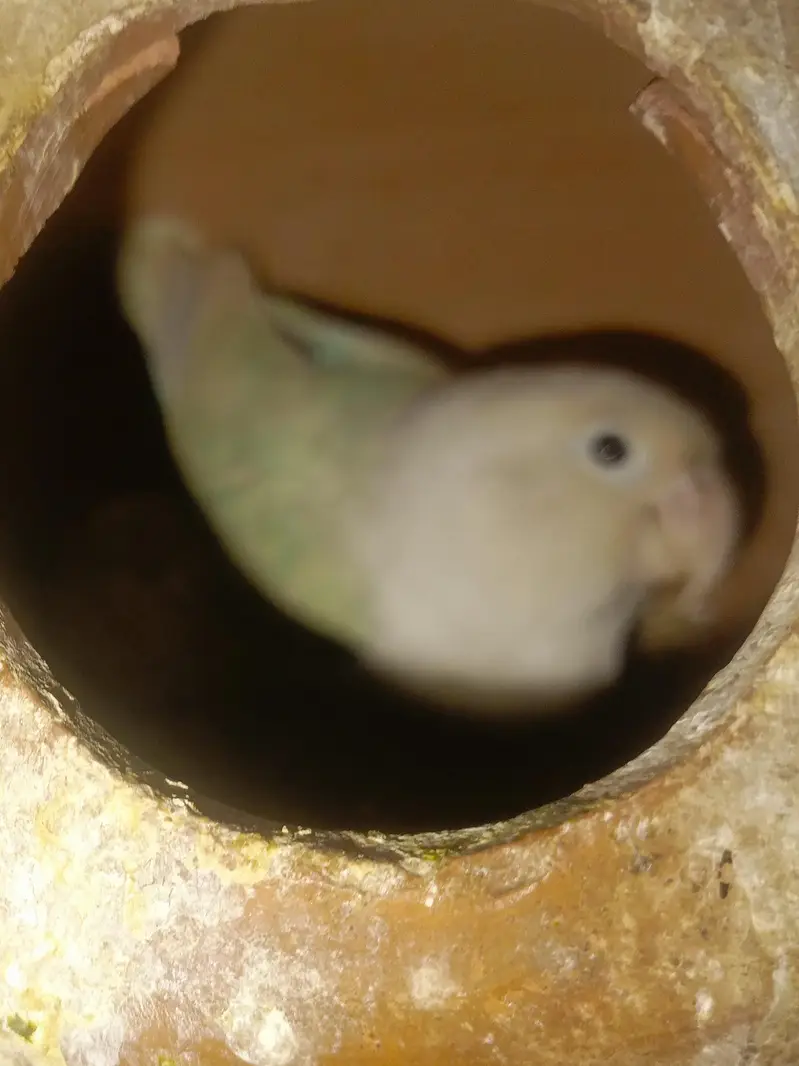 3 love birds for sale — photo 2