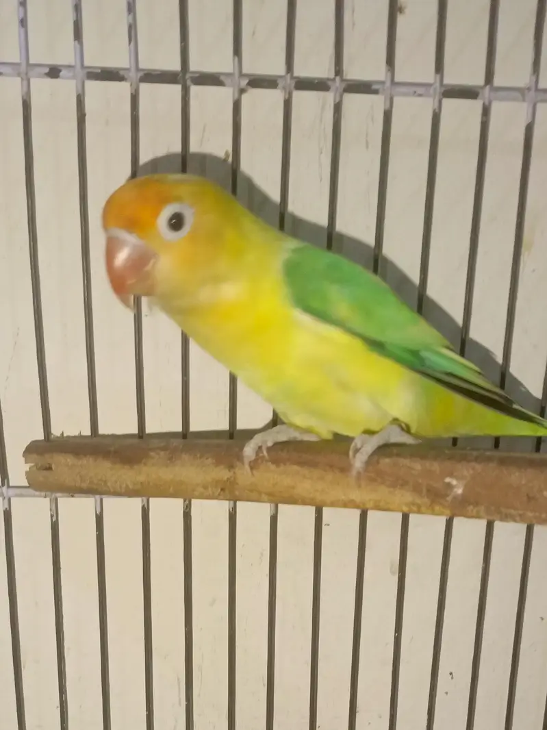3 love birds for sale — photo 3