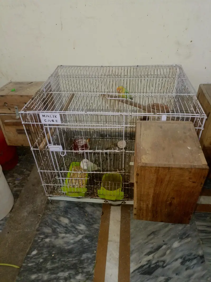 3 love birds for sale — photo 4