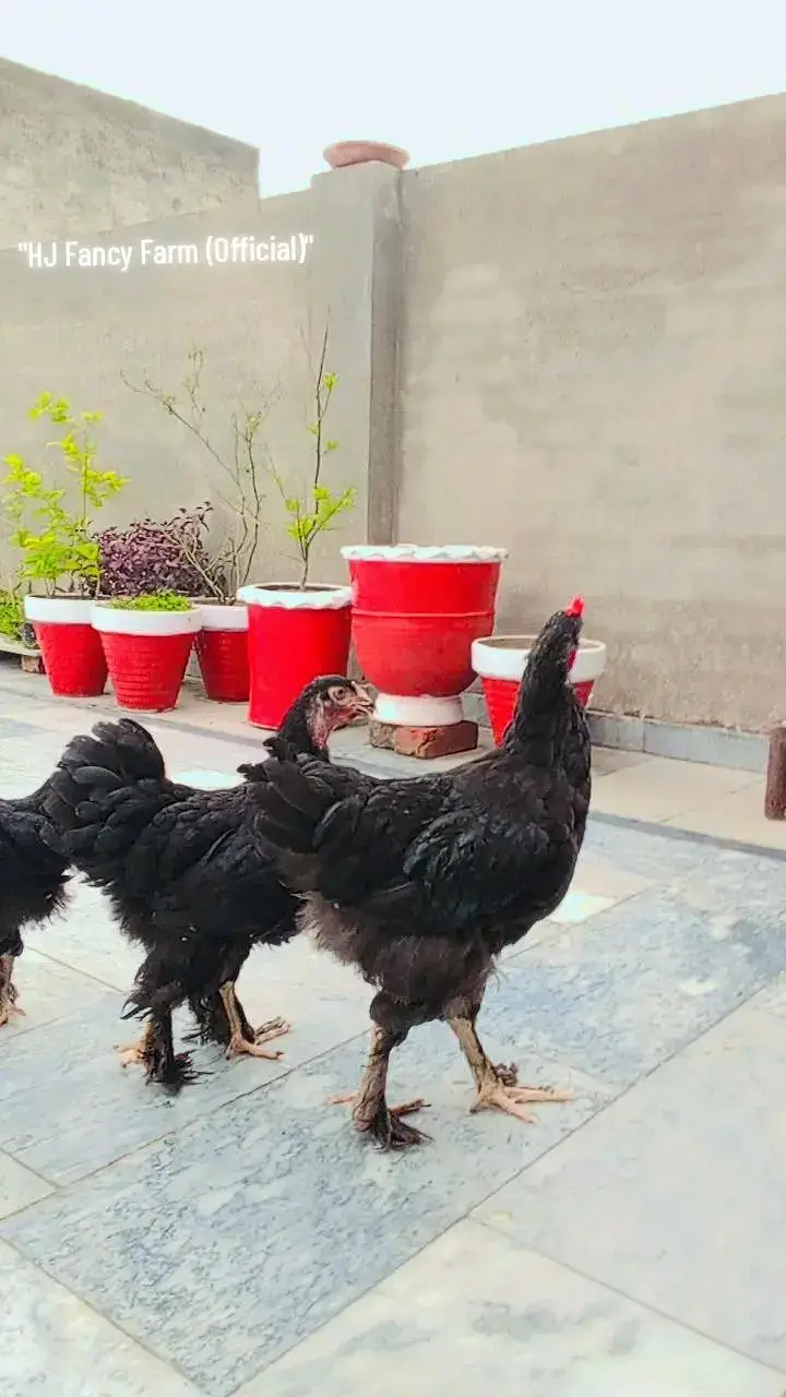 Black heavy Cochin Trio — photo 2