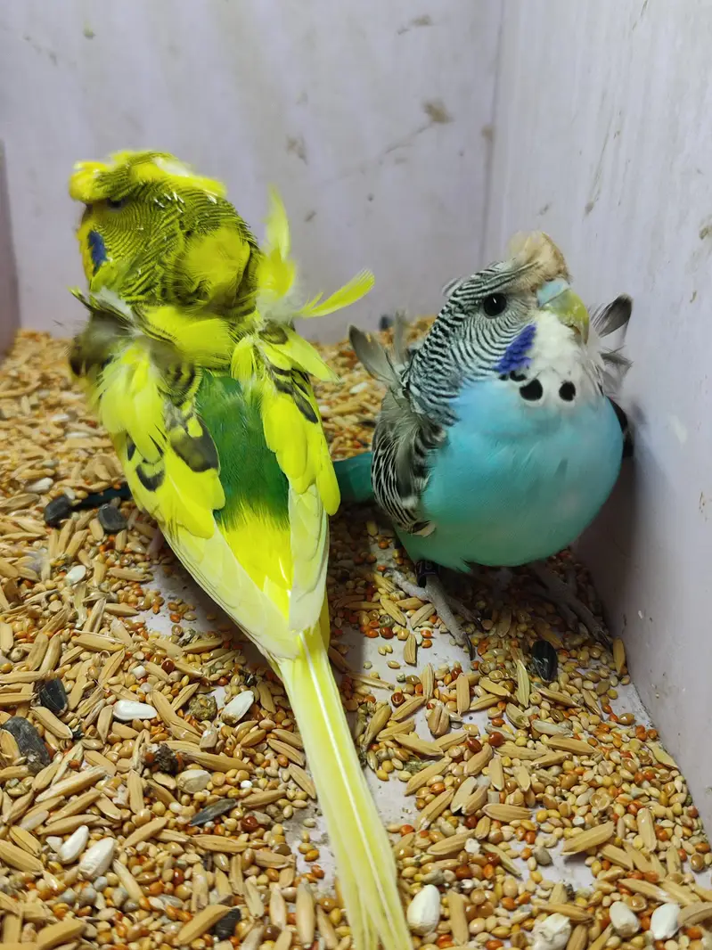 hogoromo quality pairs — photo 2