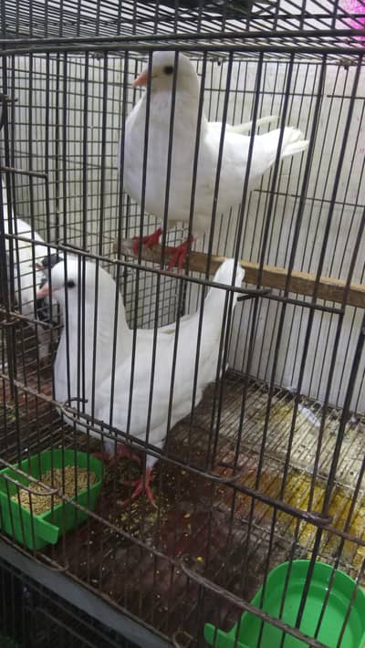 pure king size pigeon