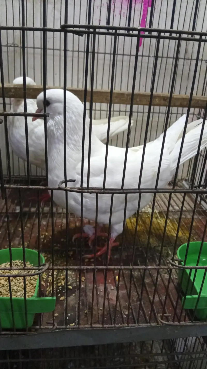 pure king size pigeon — photo 2
