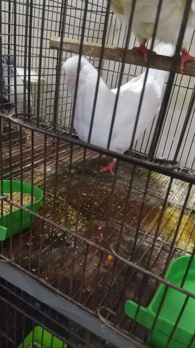 pure king size pigeon — photo 3