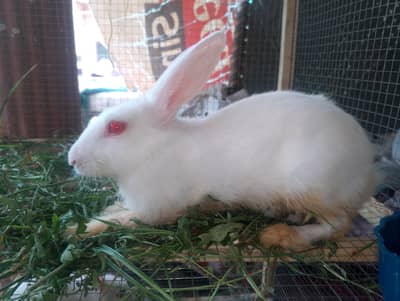 Get 3 red eyes white rabbit only in 2000