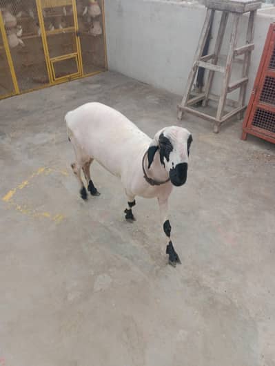 Ghar ka Pala WA dumba han