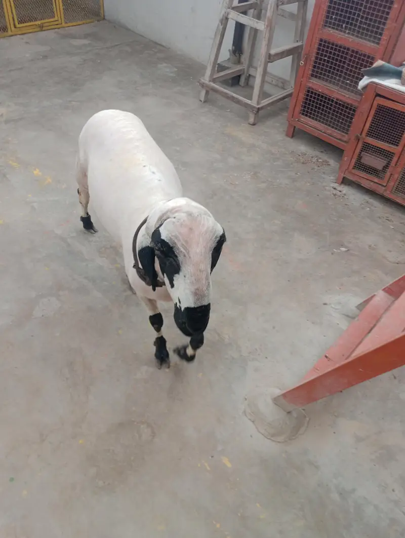 Ghar ka Pala WA dumba han — photo 2