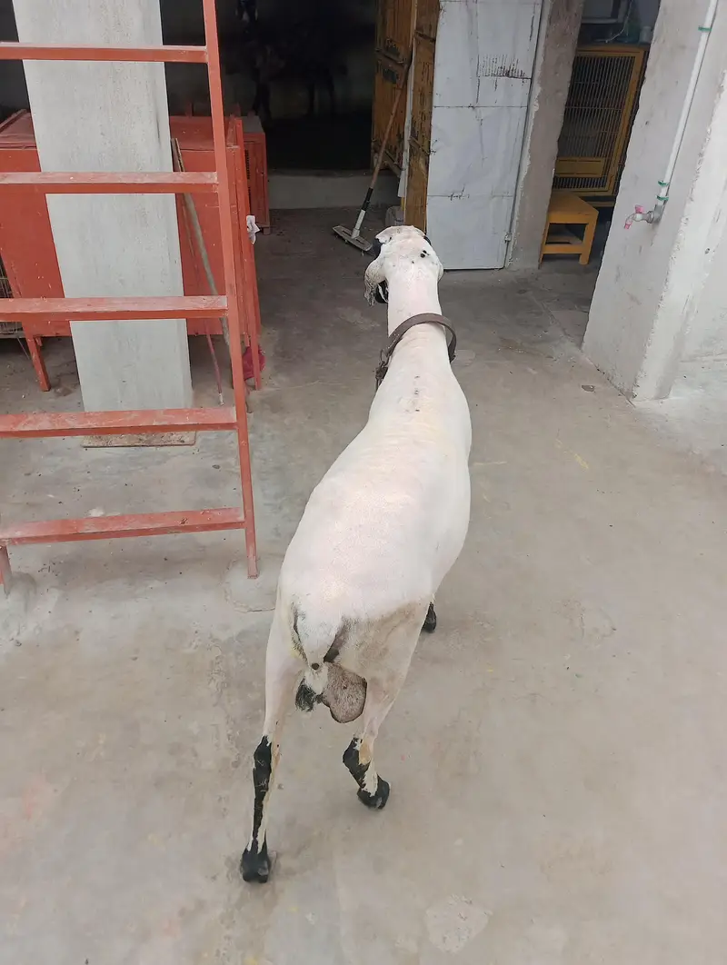 Ghar ka Pala WA dumba han — photo 3