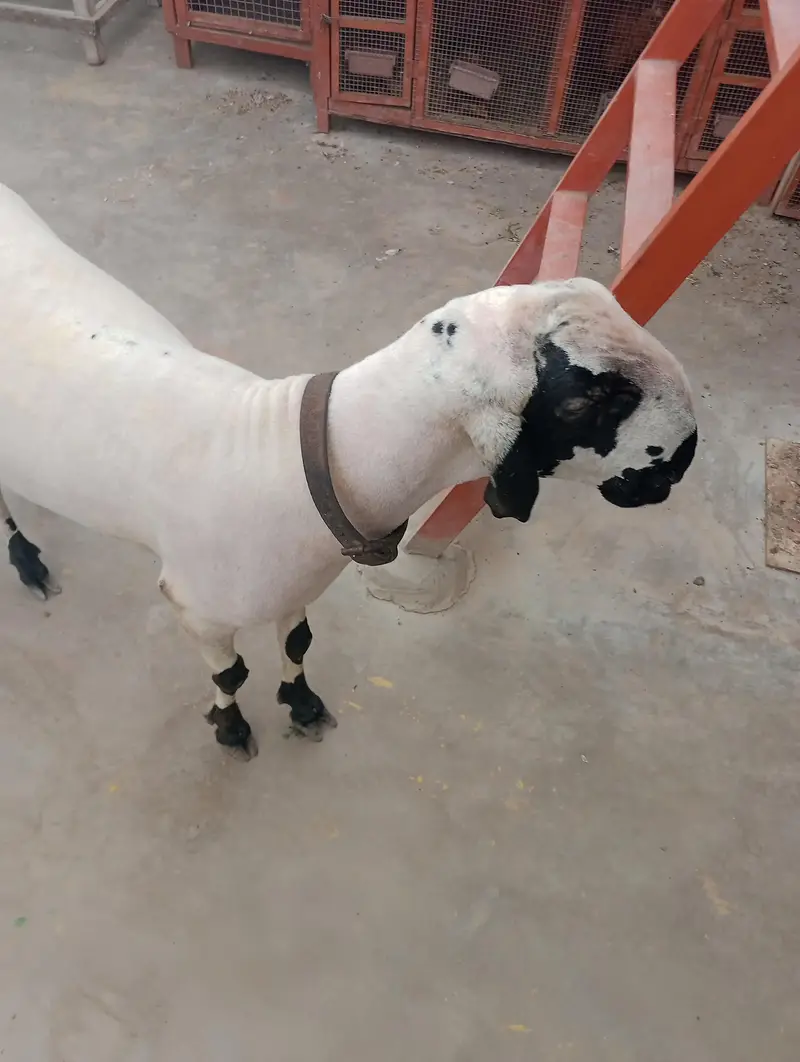 Ghar ka Pala WA dumba han — photo 5