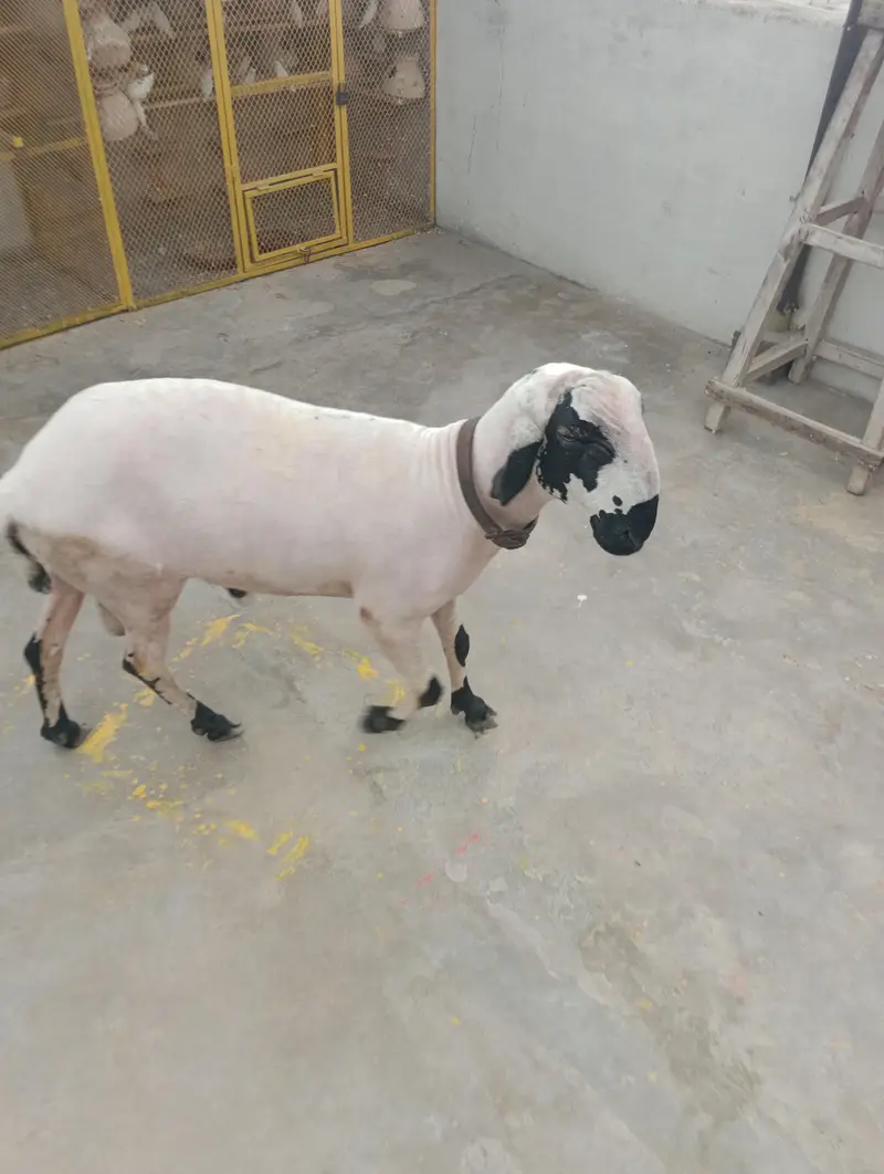 Ghar ka Pala WA dumba han — photo 6