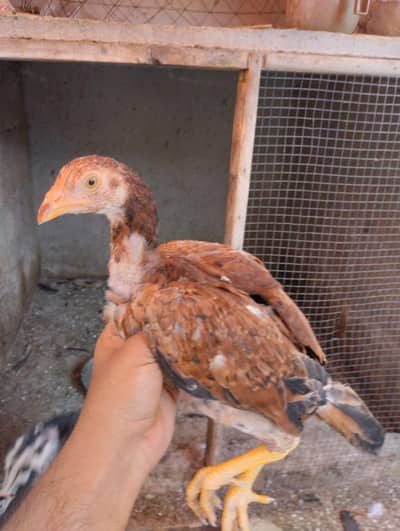 Aseel Sindhi Nasal Joora (3 Months) for Sale