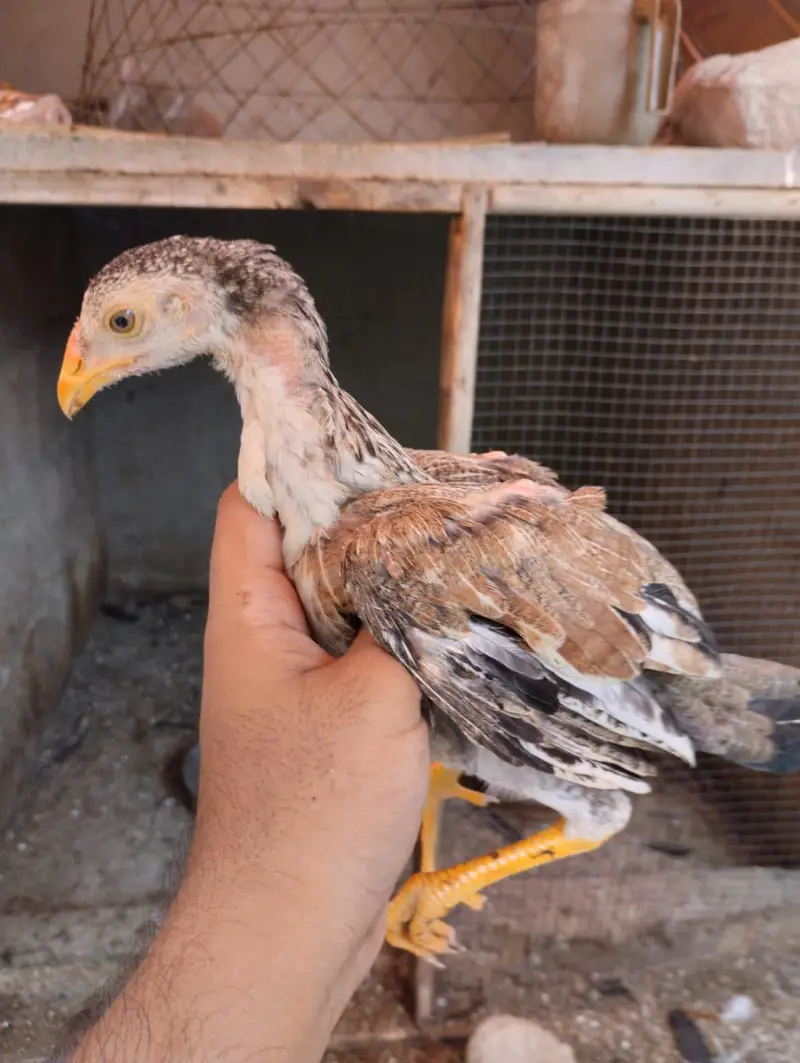 Aseel Sindhi Nasal Joora (3 Months) for Sale — photo 2