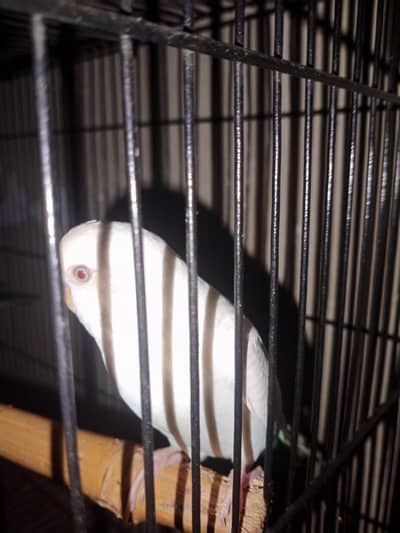 Australian red eyes