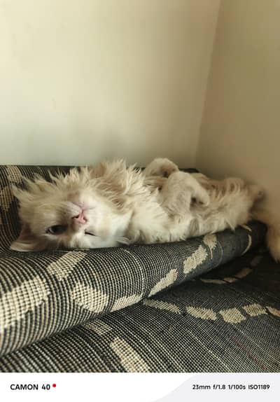 male cat
