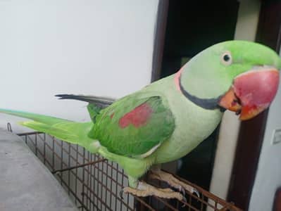 raw parrot for sale