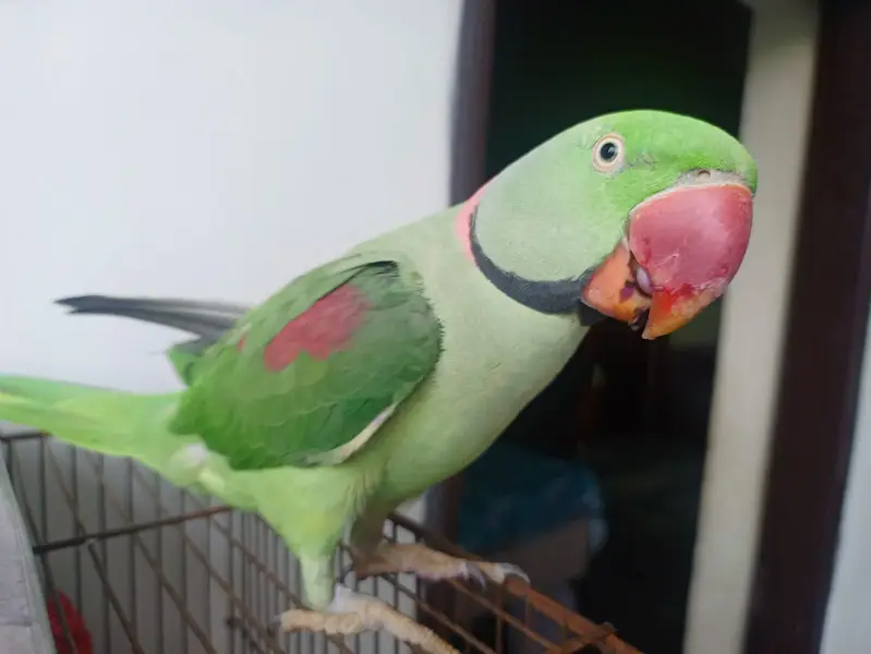 raw parrot for sale — photo 2