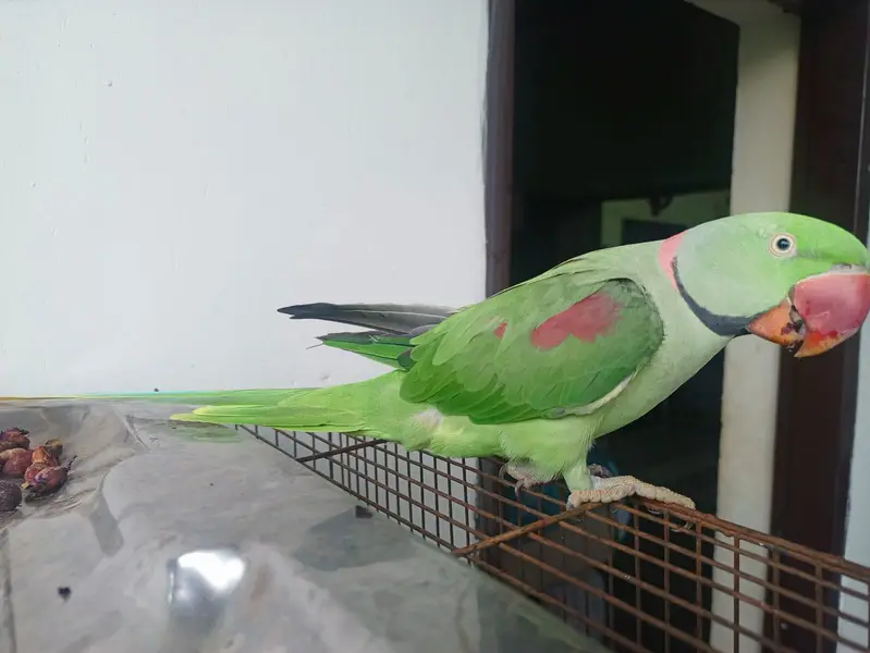 raw parrot for sale — photo 3