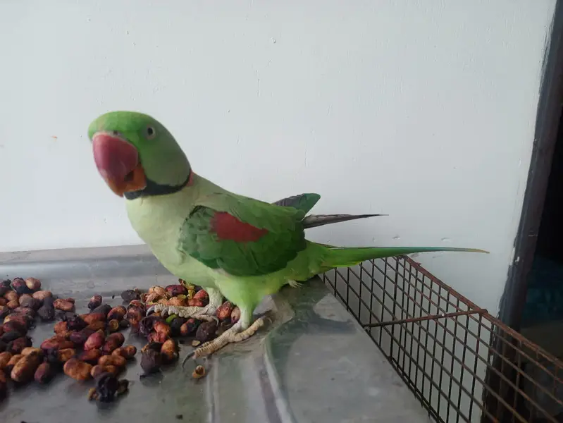 raw parrot for sale — photo 4