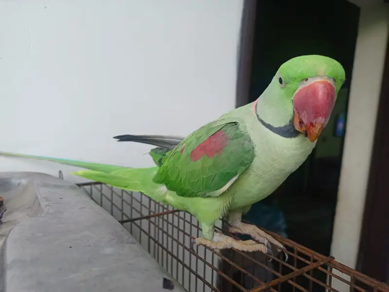 raw parrot for sale — photo 5