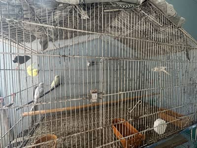 budgie and love birds setup for sale