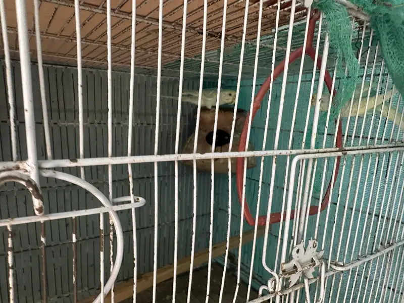 budgie and love birds setup for sale — photo 2