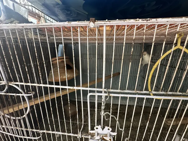 budgie and love birds setup for sale — photo 3