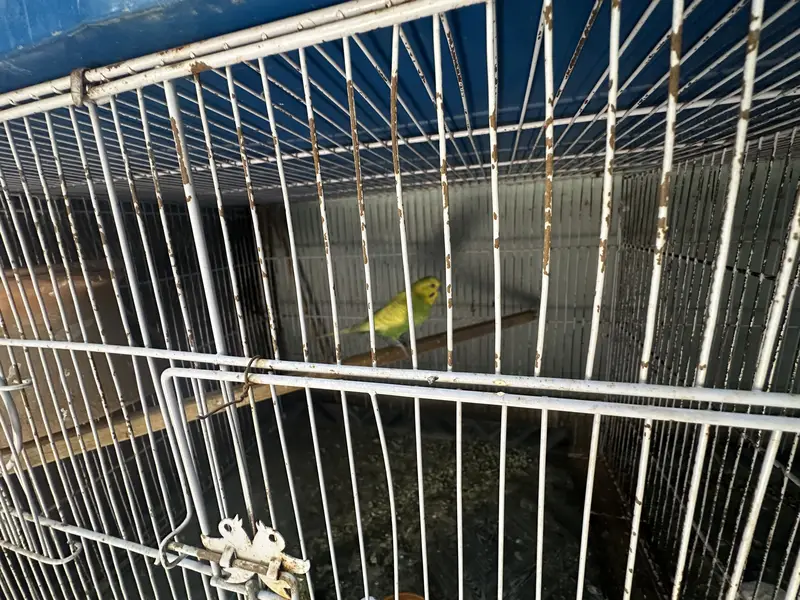 budgie and love birds setup for sale — photo 4