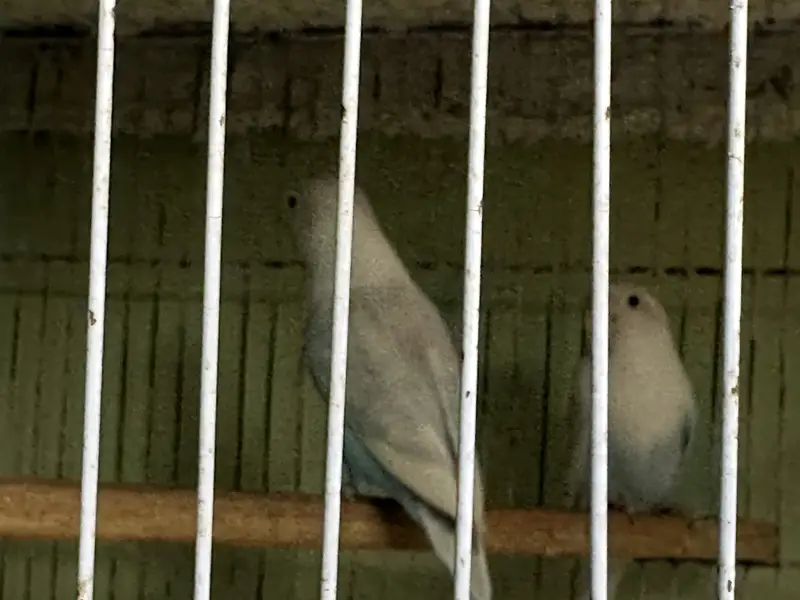 budgie and love birds setup for sale — photo 5