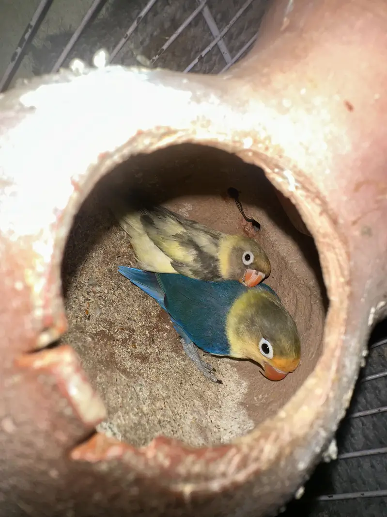 budgie and love birds setup for sale — photo 7
