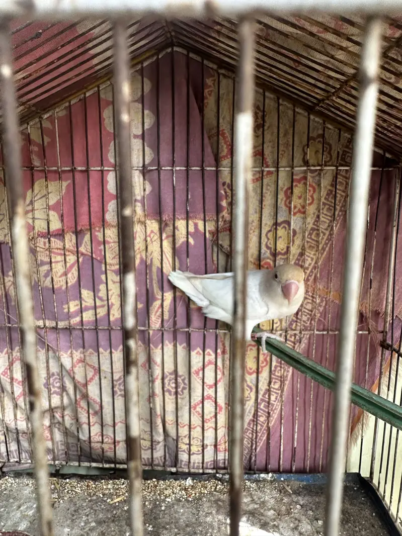 budgie and love birds setup for sale — photo 8