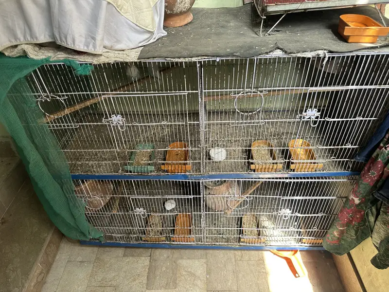 budgie and love birds setup for sale — photo 9