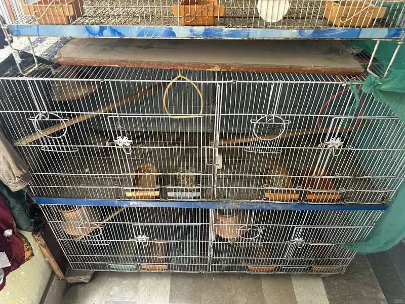 budgie and love birds setup for sale — photo 10