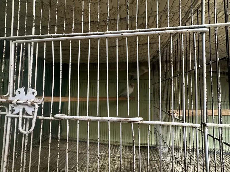 budgie and love birds setup for sale — photo 11