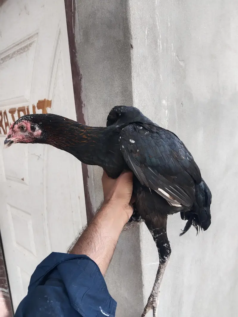 2 aseel madiyan for sale — photo 2