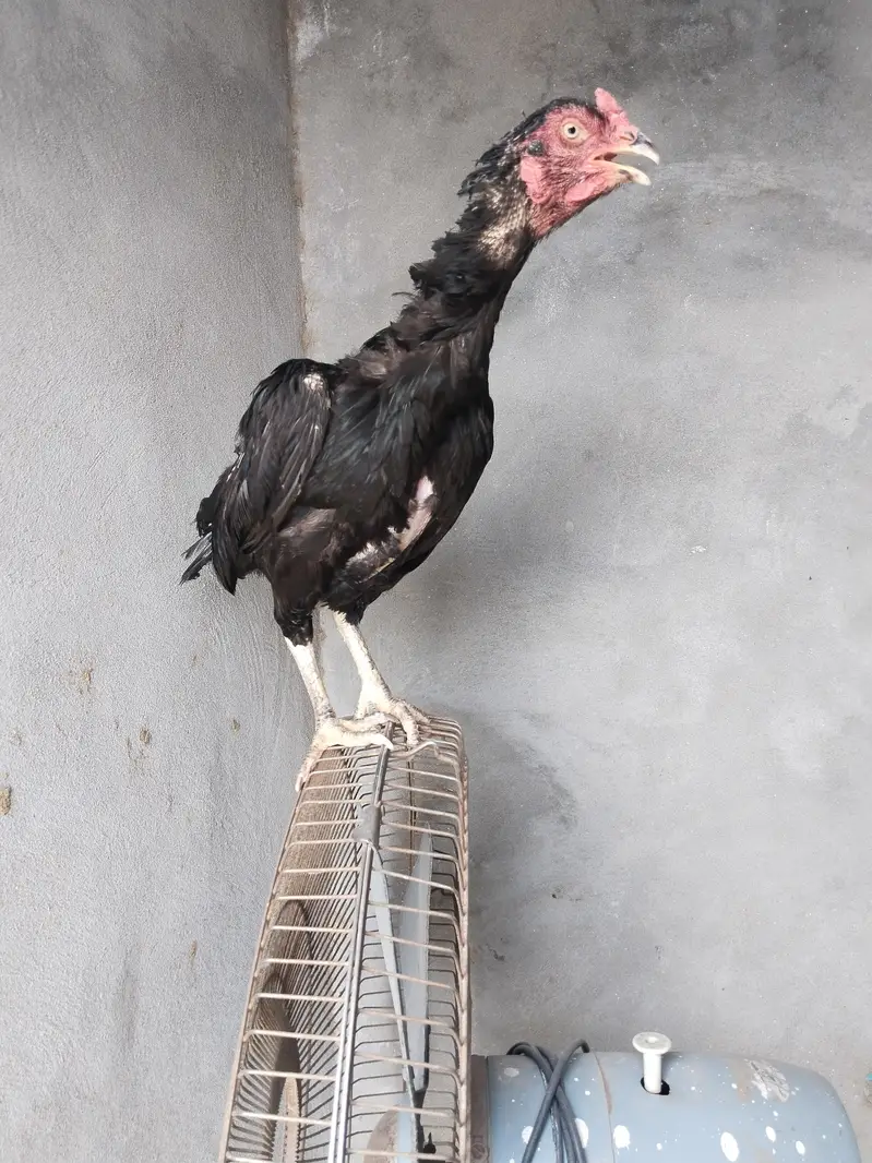 2 aseel madiyan for sale — photo 3
