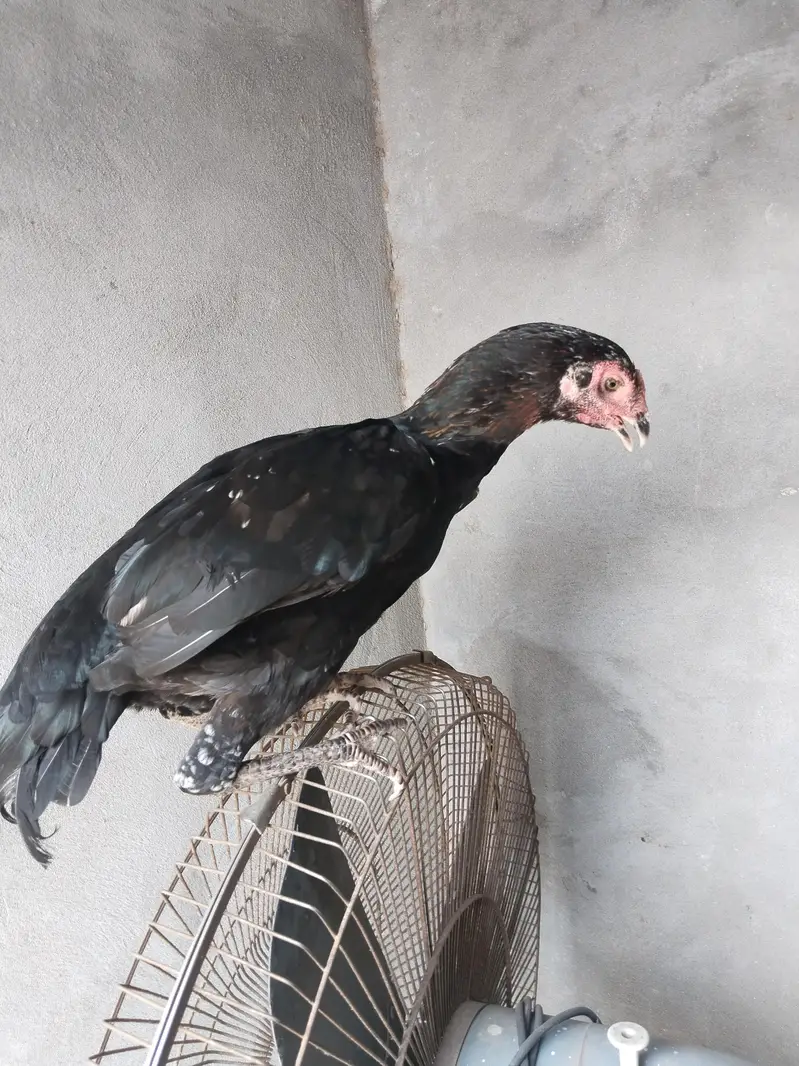 2 aseel madiyan for sale — photo 4