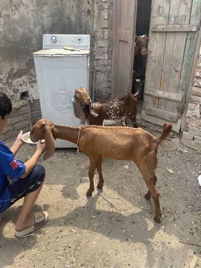 Makhichini Pair goat kids for sale