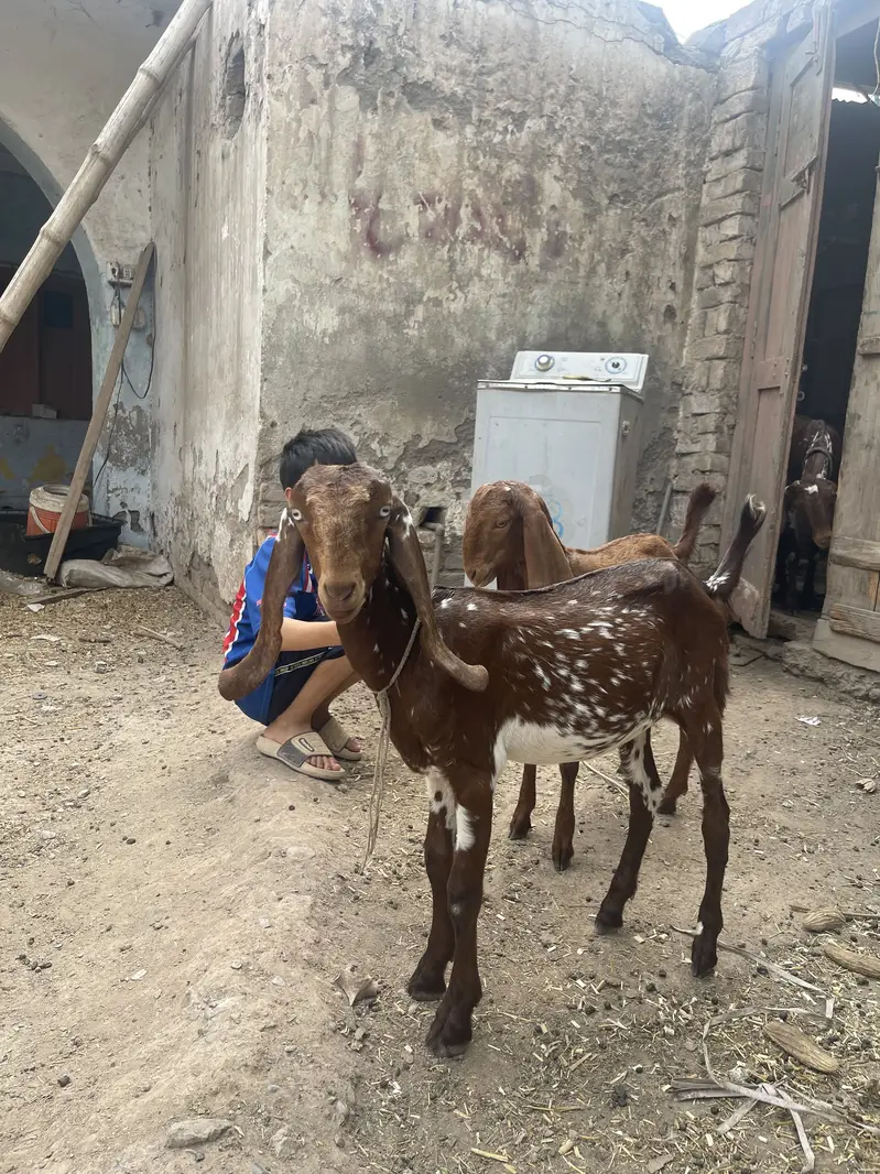 Makhichini Pair goat kids for sale — photo 2