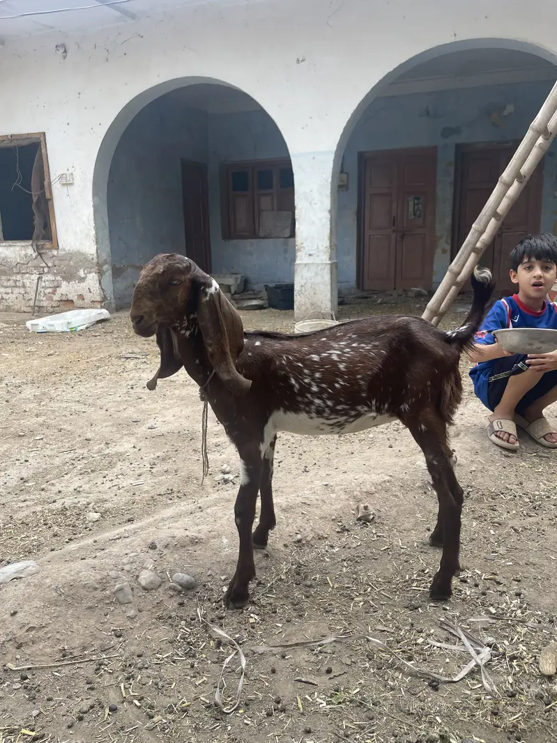 Makhichini Pair goat kids for sale — photo 3