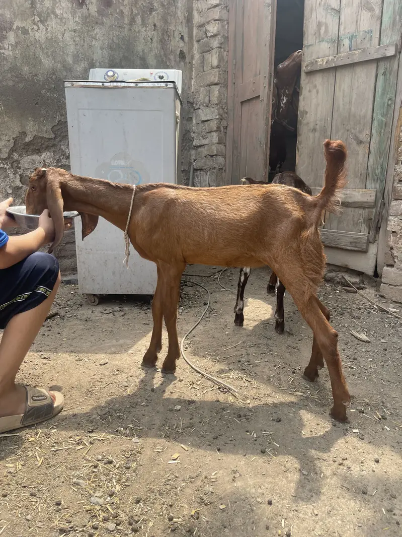 Makhichini Pair goat kids for sale — photo 4