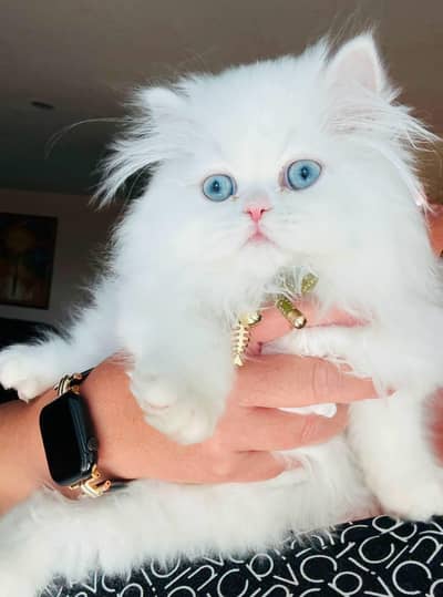 (Persian female kitten) (for sale all) (Pakistan delivery available)