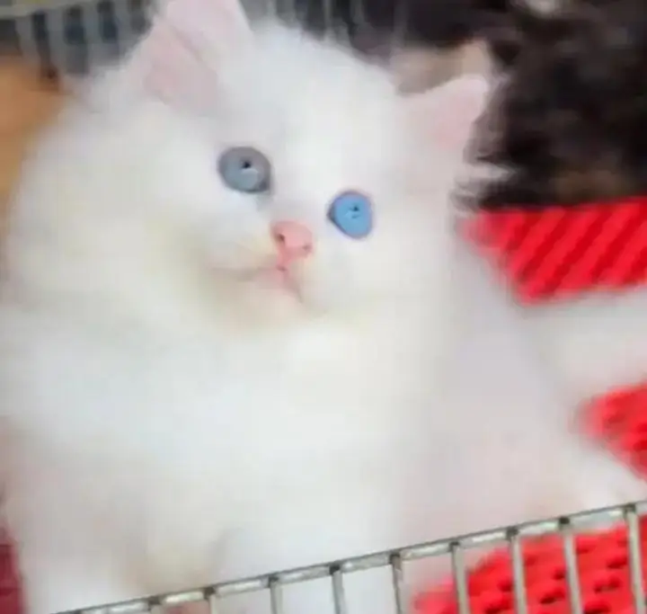 (Persian female kitten) (for sale all) (Pakistan delivery available) — photo 3