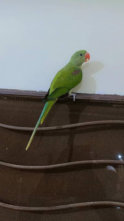 Kashmir Raw parrots Chicks almost self