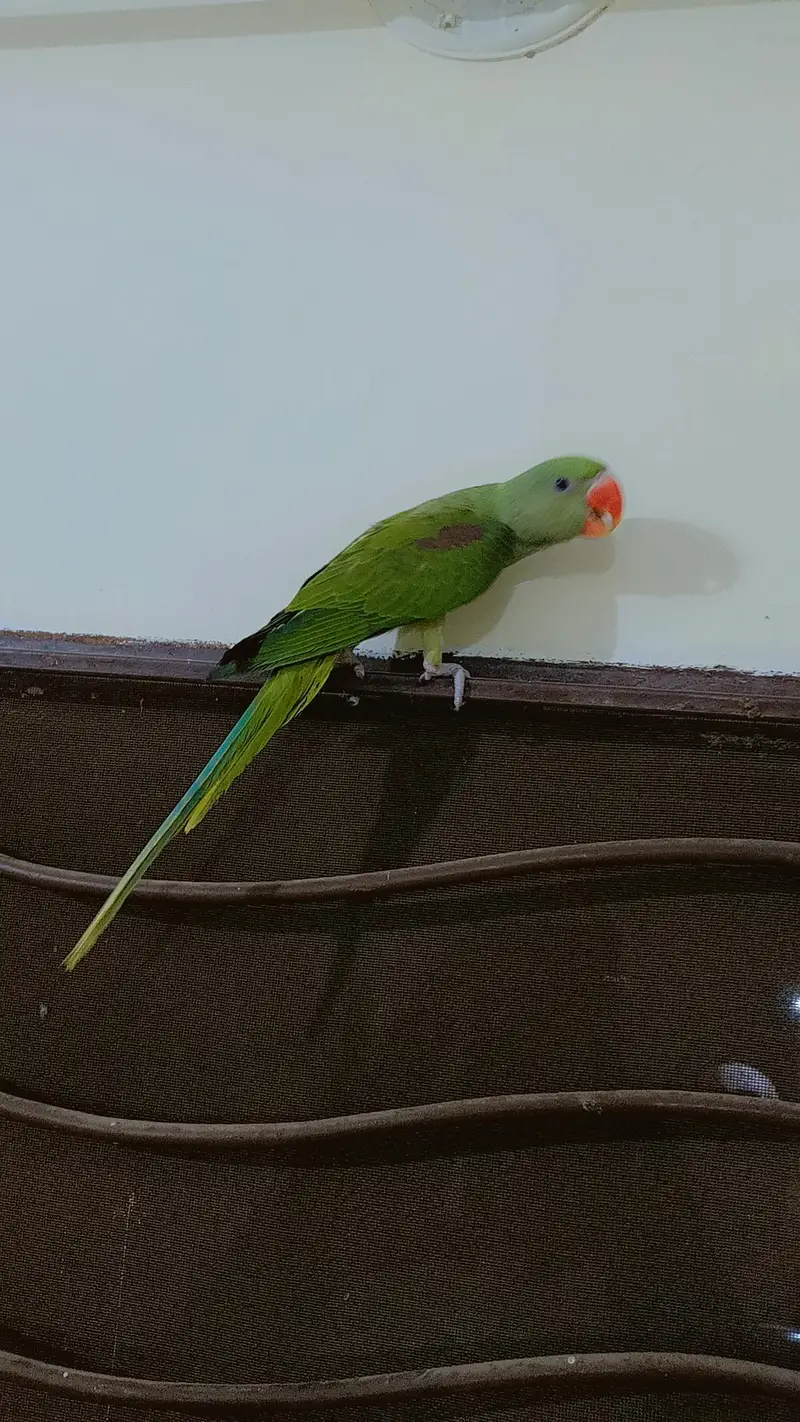 Kashmir Raw parrots Chicks almost self — photo 2