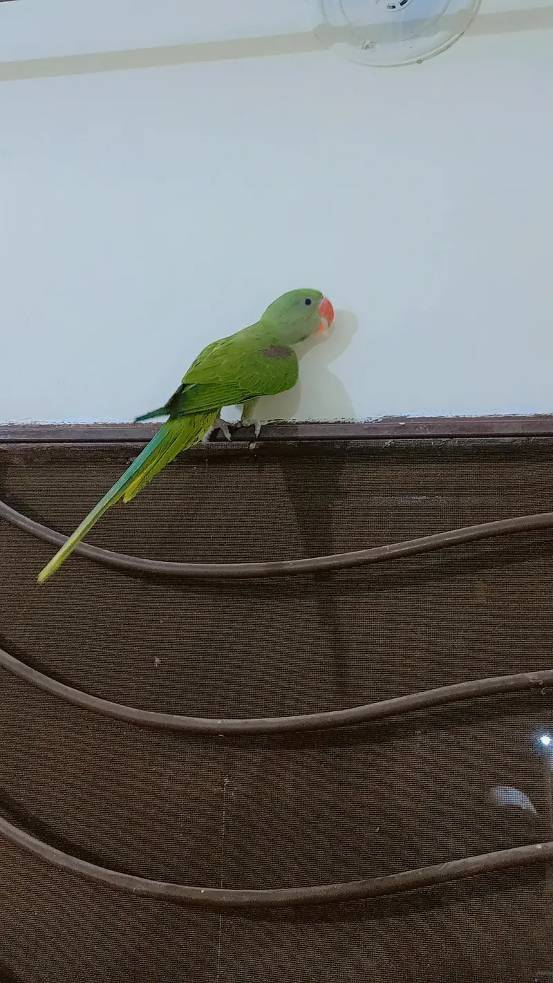 Kashmir Raw parrots Chicks almost self — photo 3