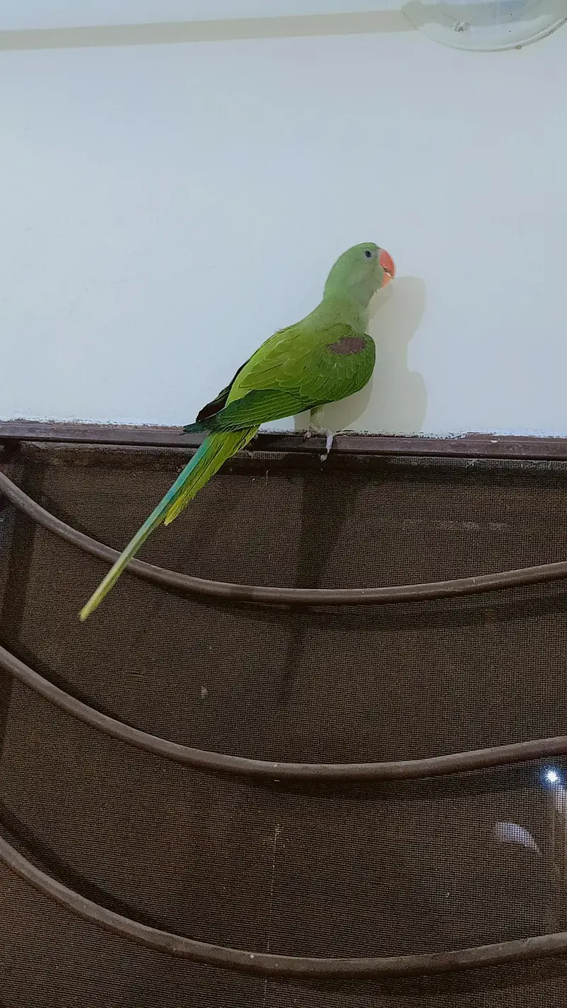 Kashmir Raw parrots Chicks almost self — photo 4